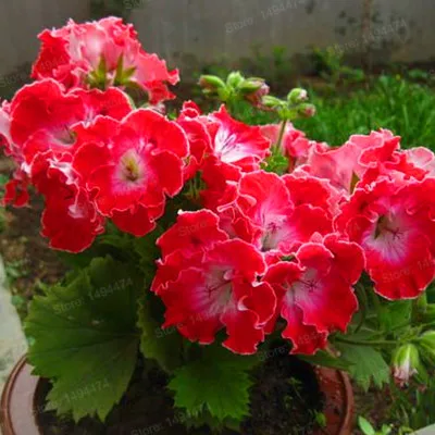 100 шт./пакет Разноцветные Цветок герани flores бонсай растения красивые цвета радуги с цветочным рисунком растения для дома и сада - Цвет: Зеленый