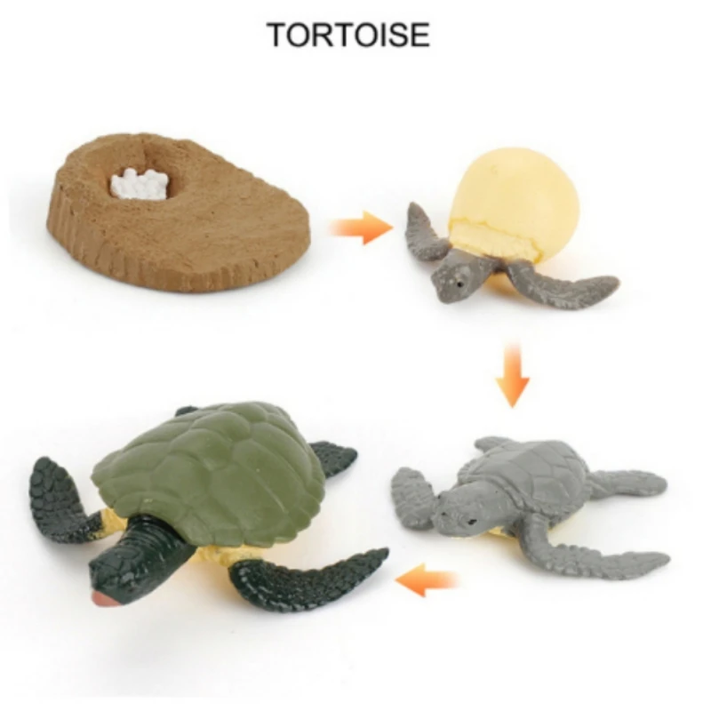 Имитация животного черепаха Цыпленок комар лягушка цикл роста схема процессов