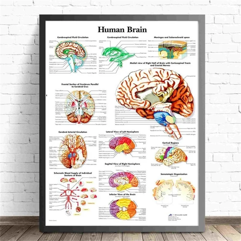 

Human Body Anatomy Canvas Art Print Painting Poster Wall Pictures For Home Decorative Hospital Decor No Frame Picture
