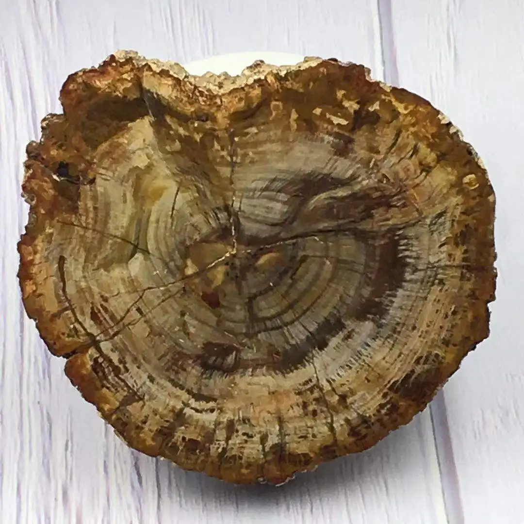 

Natural Madagascar petrified wood crystal polish for furnishing pieces for healing home decor