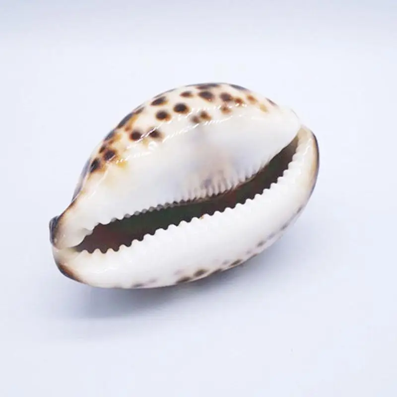 

Natural Conch Shell Tabby Snail Mediterranean Tabby Snail