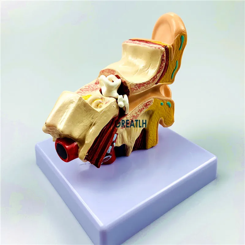 Органы модель 1 5 раз внешние ушки человеческого уха анатомическая медицинская