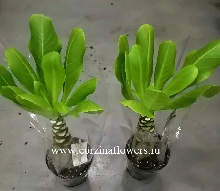 Бригамия или Гавайская Пальма KR51