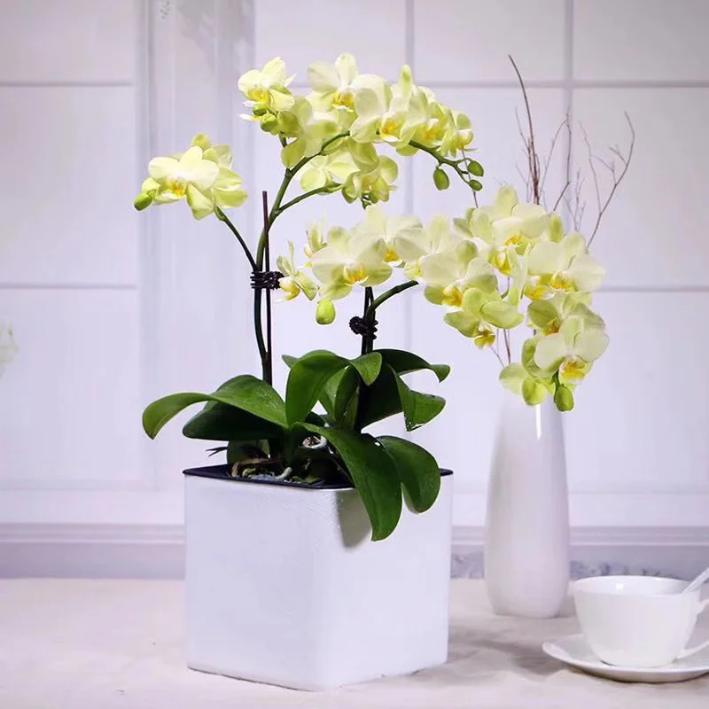 Цветочные горшки автоматический полив пластик Творческий пасторальный Кубик