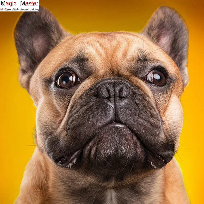 Рисунок 5D DIY Алмазная картина Французский бульдог Собака полная ведьма Вышивка