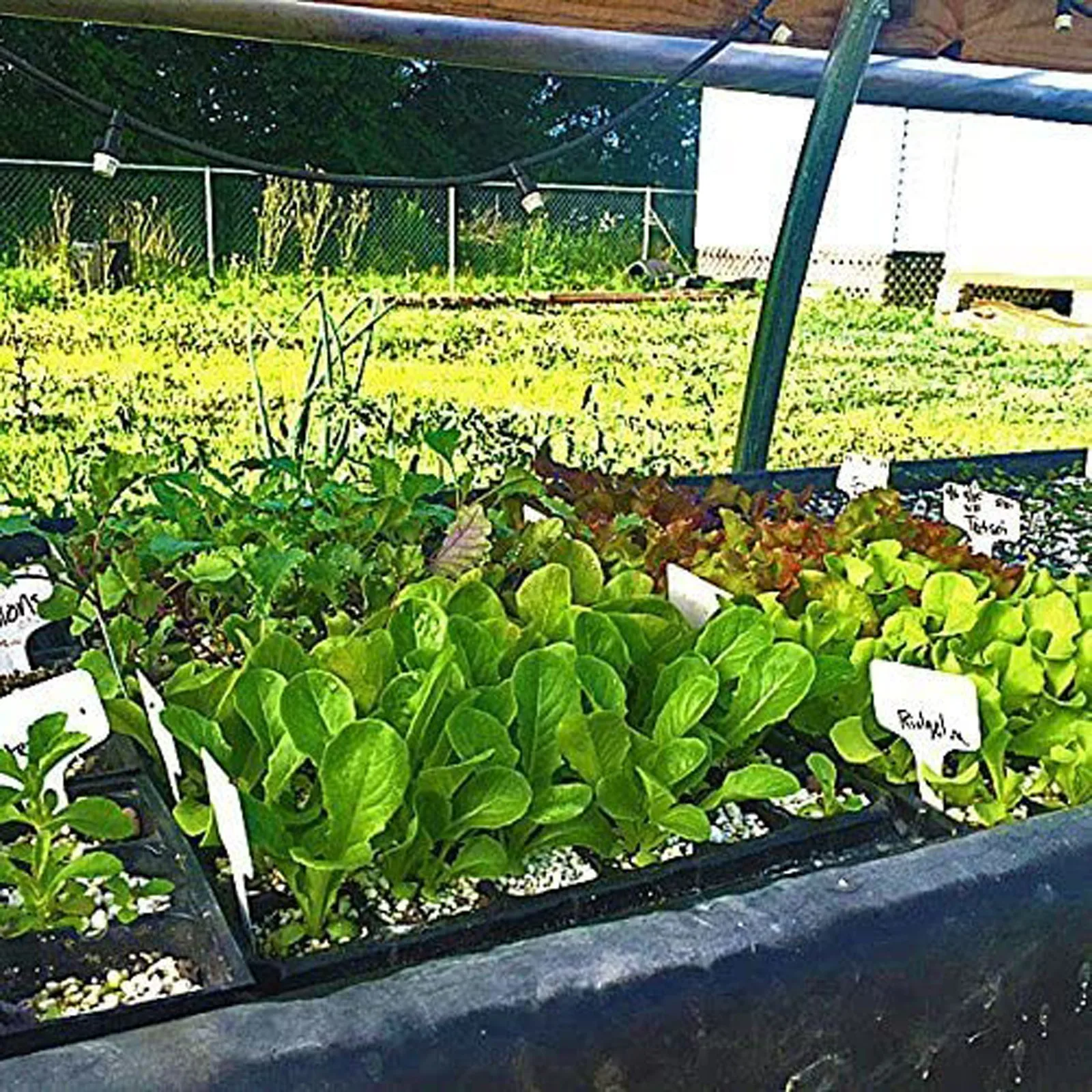 

50 Cells Seedling Trays- BPA Free Plastic Gardening Germination Trays