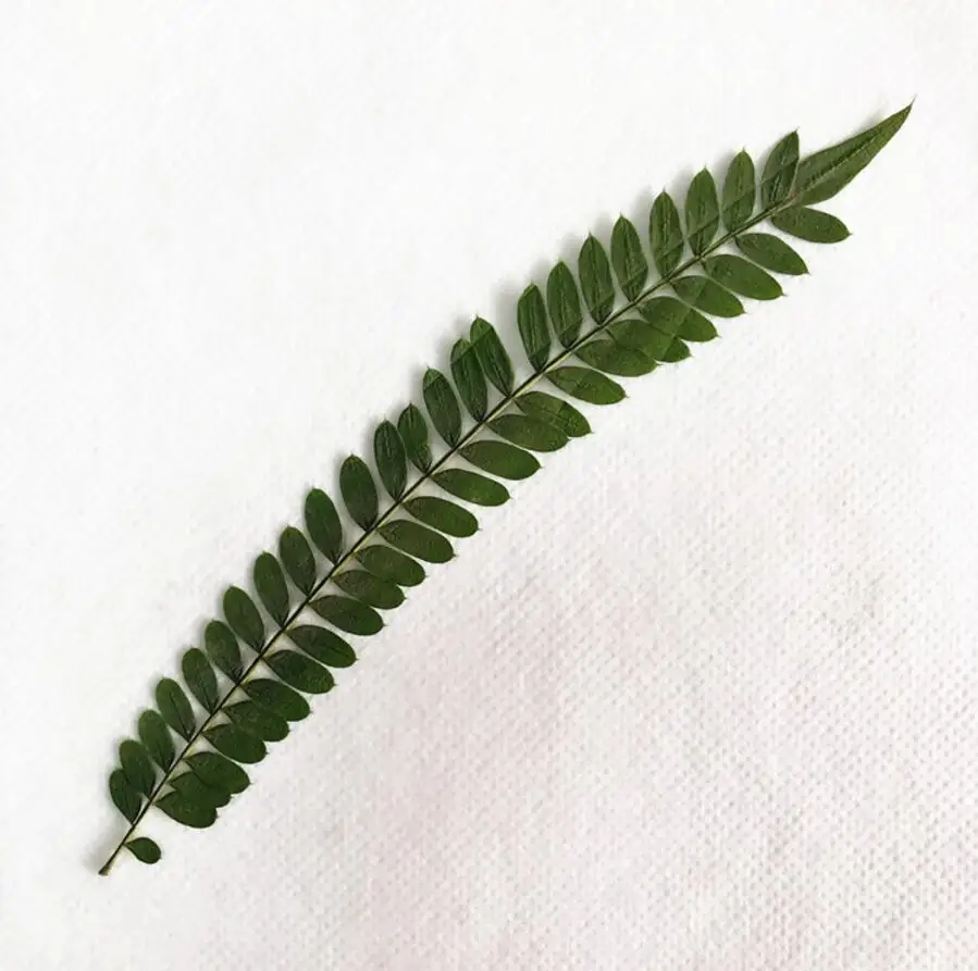 120pcs 7 10 см прессованный высушенный Albizia дуразе лист гербарий из растений для