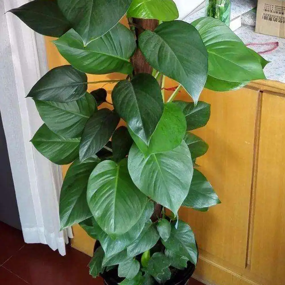 

Garden Supplies