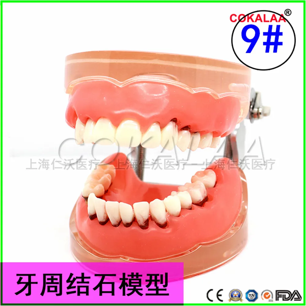 Модель зубного протеза хорошего качества для общения с врачом и пациентом модель