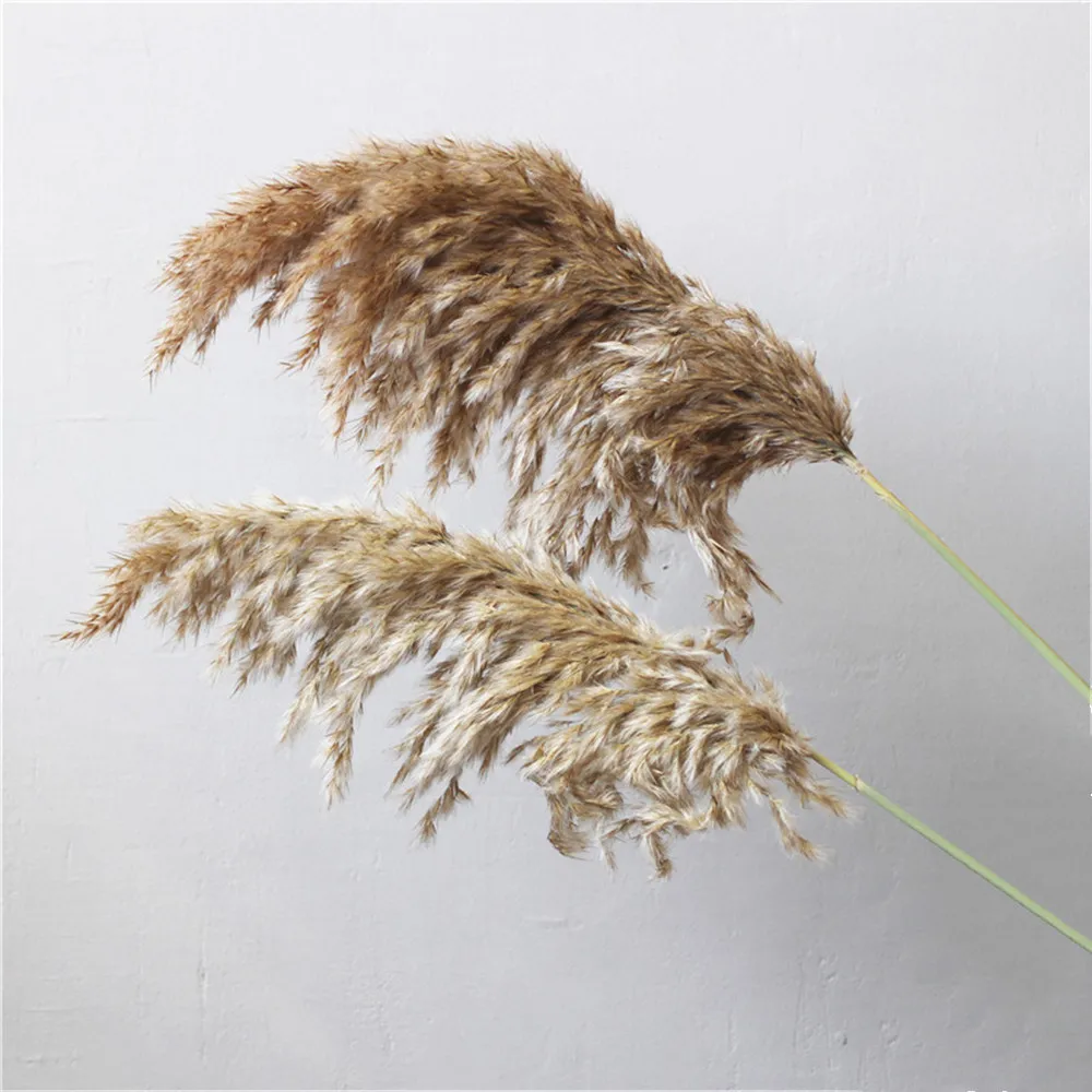20 шт. засушенный натуральный пампасная трава Phragmites munis, свадебные цветы 50-55 см высотой для домашнего декора номинальные сушеные цветы