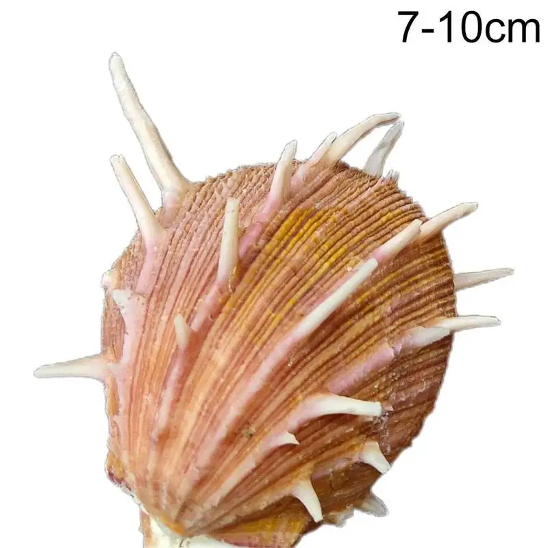 

Natural Red Chrysanthemum Specimen Snail Conch Shell Window Decoration Seashells Aquarium Landscaping Fish Tank Home Decor