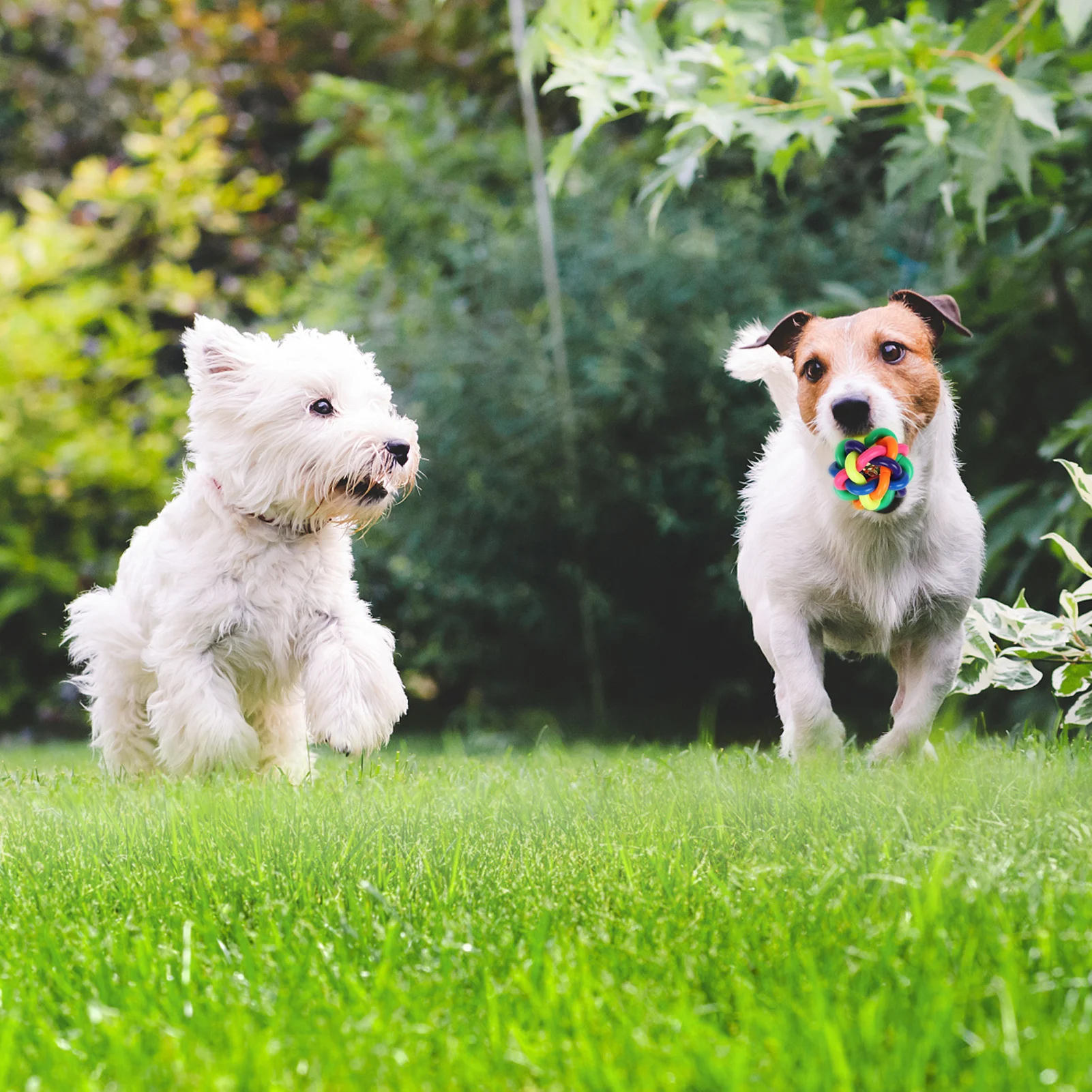 

10pcs Dog Cotton Rope Toys Puppy Dog Chew Toys Teething Training for Small and Medium Dog JS23