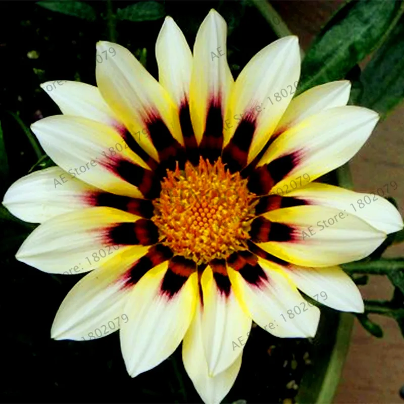 12 100 шт./пакет разноцветные Gazania rigens flores, цветок растения для дома и сада, бонсай для внутреннего и наружного спорта посадки - Цвет: 12