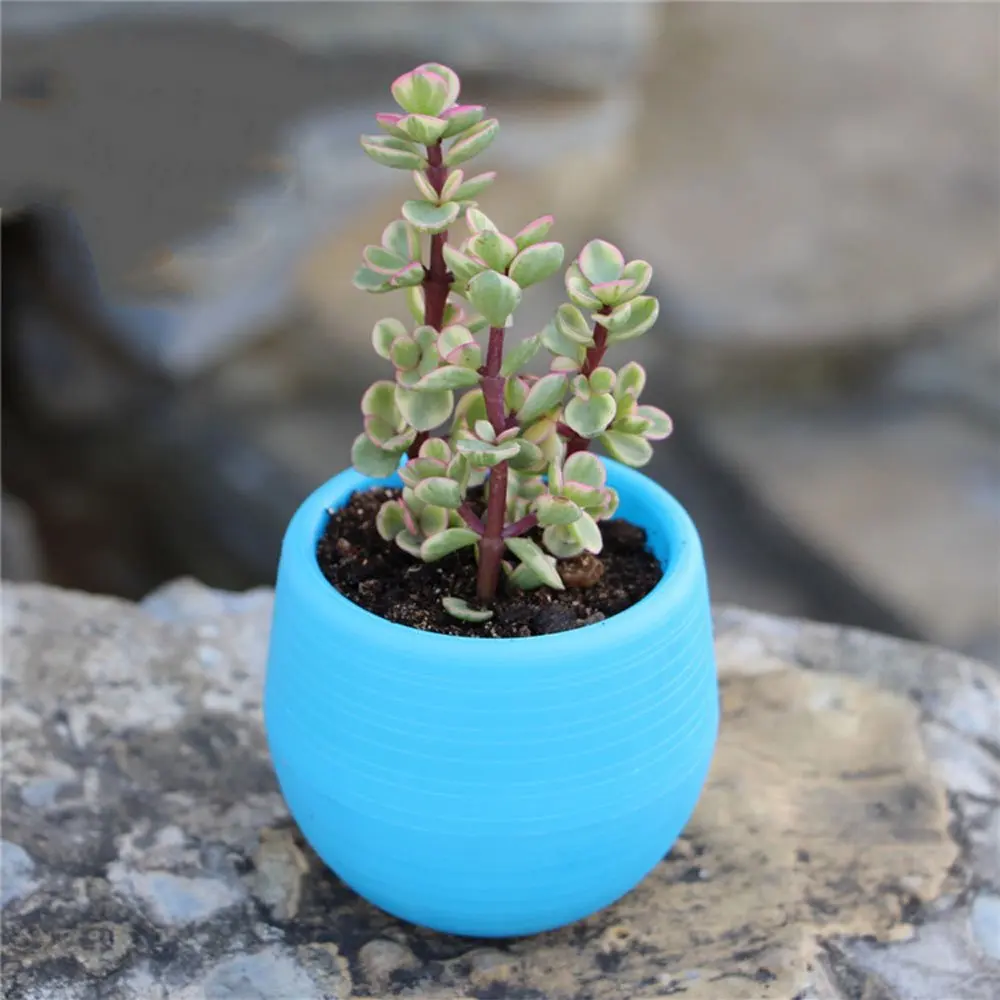 Мини-горшок для цветов круглый пластиковый горшок сочные растения цветные