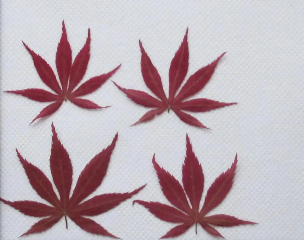 

120pcs Pressed Flower Dried Maple leaves Plants For Epoxy Resin Pendant Necklace Jewelry Making Craft DIY Accessories