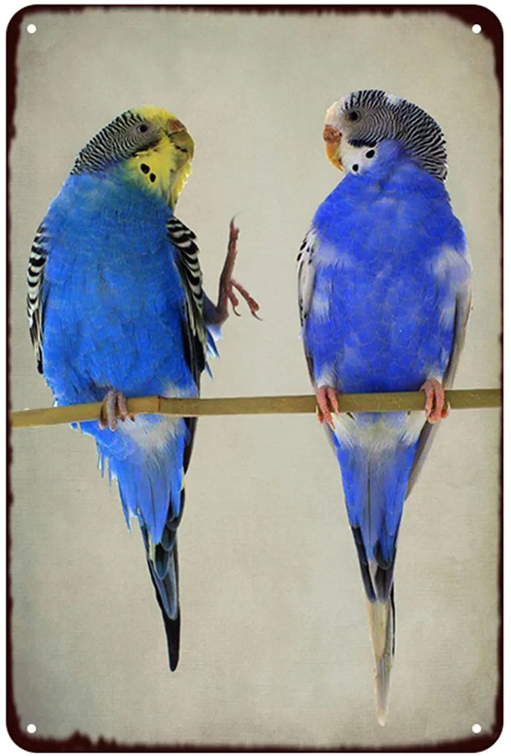 

Bird Tin Sign Metal Plate Vintage Metal Wall Art Poster Iron Painting Signs Home Bedroom Decoration 20x30cm