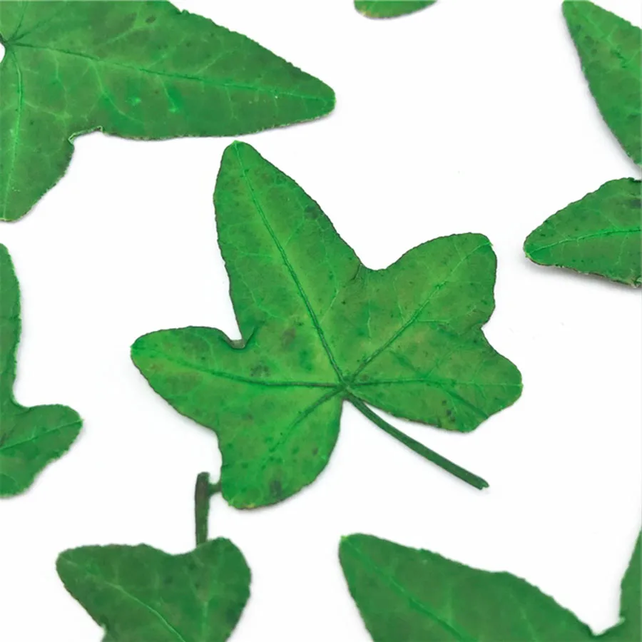 100 шт. с диагональю экрана 3-6 см прессованный высушенный зеленый листьев плюща