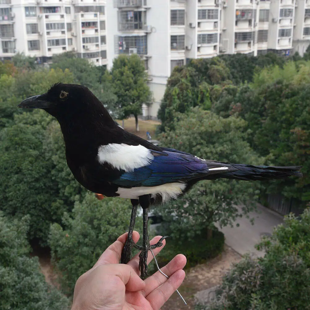 1 шт. наполнитель для аксидермии Pica pica eurasia Magpie /Common Magpie/обучение/украшение черного