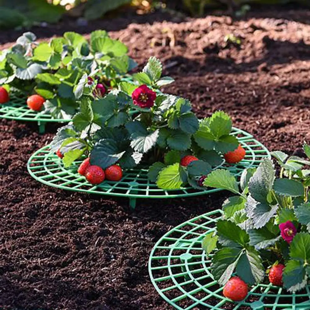 

5/10 Pack Strawberry Supports Keeping Plant Fruit Stand Vegetable Growing Rack Garden Tools for Protecting Vines Avoid Ground