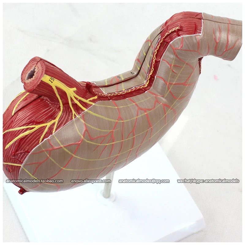 12535 / Human Stomach Anatomical Model on Stand 2 parts Medical Science Educational Teaching Models |