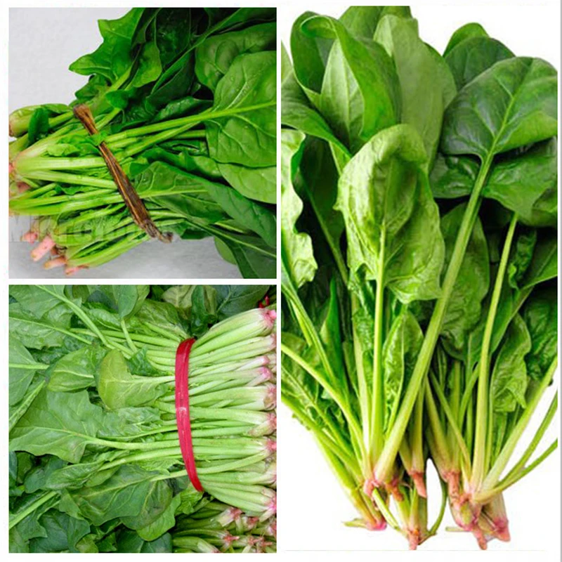 Шпинат не-ГМО органический здоровый китайский шпинат сад балкон украшения 300 шт |