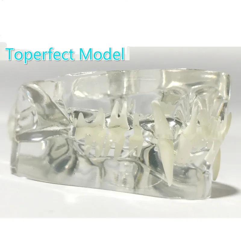 Анатомическая патология кошек модель челюсти медицинская Анатомия рот и зубы