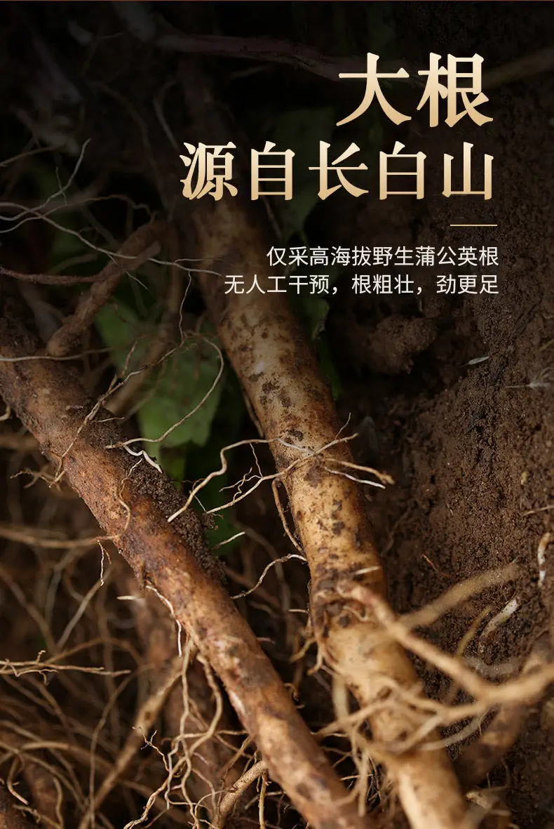 

Wanshoude dandelion root tea special selection of large root Northeast Changbai Mountain dandelion tea Brahmi root infusion tea