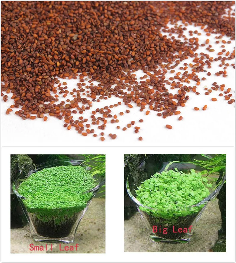 Декоративные семена растений для аквариума Glossostigma Hemianthus Callitrichoides легко растущие