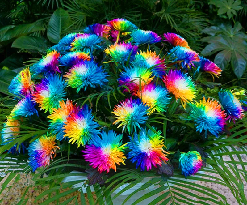 Самые низкие цены! 200 шт./пакет Радуга Дейзи flores, хризантема, растения, бонсай Плант, красивые комнатные растения для дома и сада