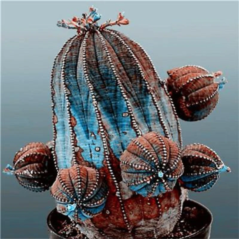 

50Pcs Succulent Seeds Garden Nature Euphorbia Obesa Plants Home Rare Cactus Flower Aromatic Plant Incense