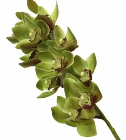 green 76cm cymbidium Искусственный цветок орхидеи фаленопсис, настоящее прикосновение, латекс, высокое качество, Бабочка, Орхидея, Цимбидиум, растение, центральный силиконовый цветок - Цвет: green 76cm cymbidium
