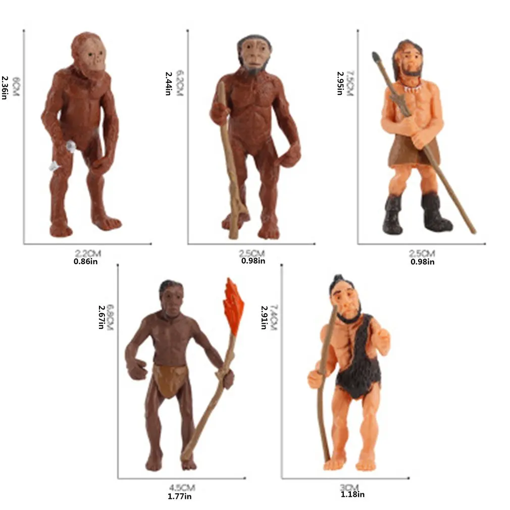 

5pcs/Set Human Evolutionary History Displays Figures Models Australopithecus To Homo sapiens Kids Educational Toys Gifts