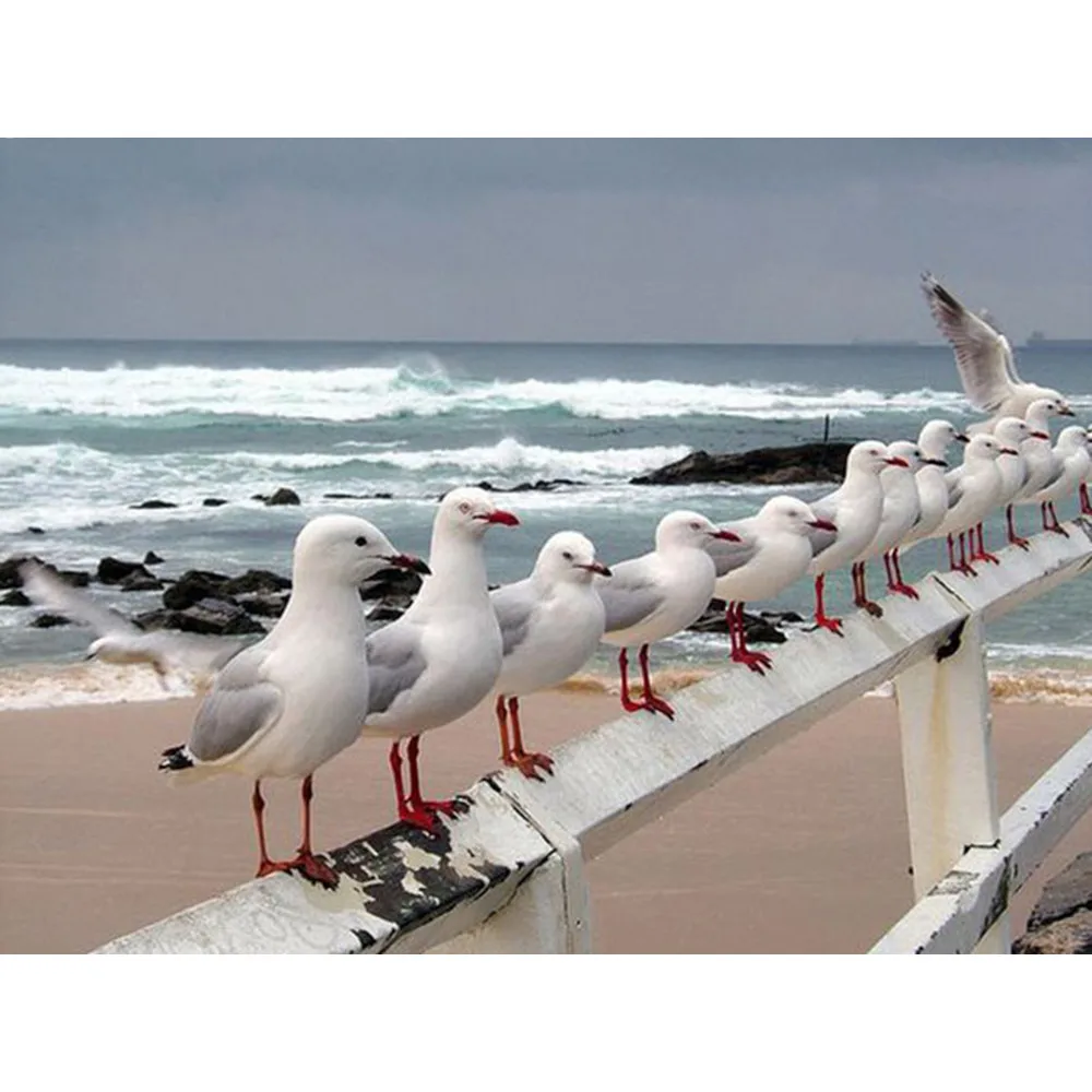 Алмазная 5D картина сделай сам полноразмерная/круглая вышивка в виде чайки моря