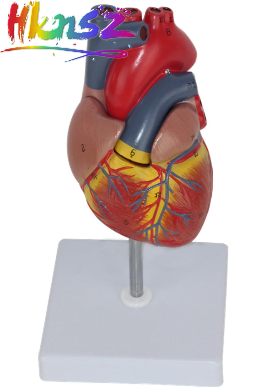 

Human Heart Model, 2-Part Deluxe Life Size Human Heart Replica with 34 Anatomical Structures, Held Together with Magnets