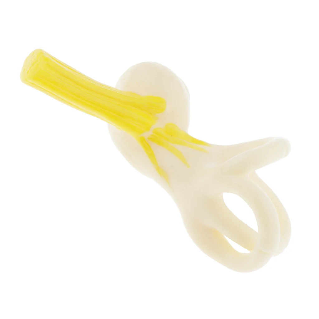 Magnification 5x Human Ear Semicircular Canal Anatomical Model Lab Ornament | Tooth whitening products