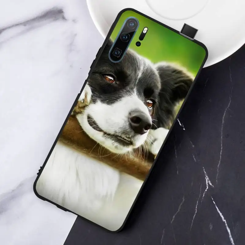 

Border Collie Dog Breed Phone Case For Huawei honor Mate P 10 20 30 40 Pro 10i 9 10 20 8 x Lite