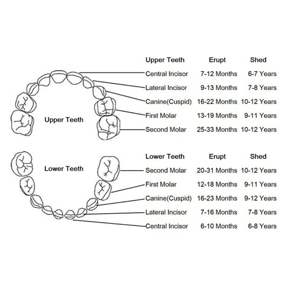 Органайзер деревянная коробка для зубов детское хранилище молока хранения