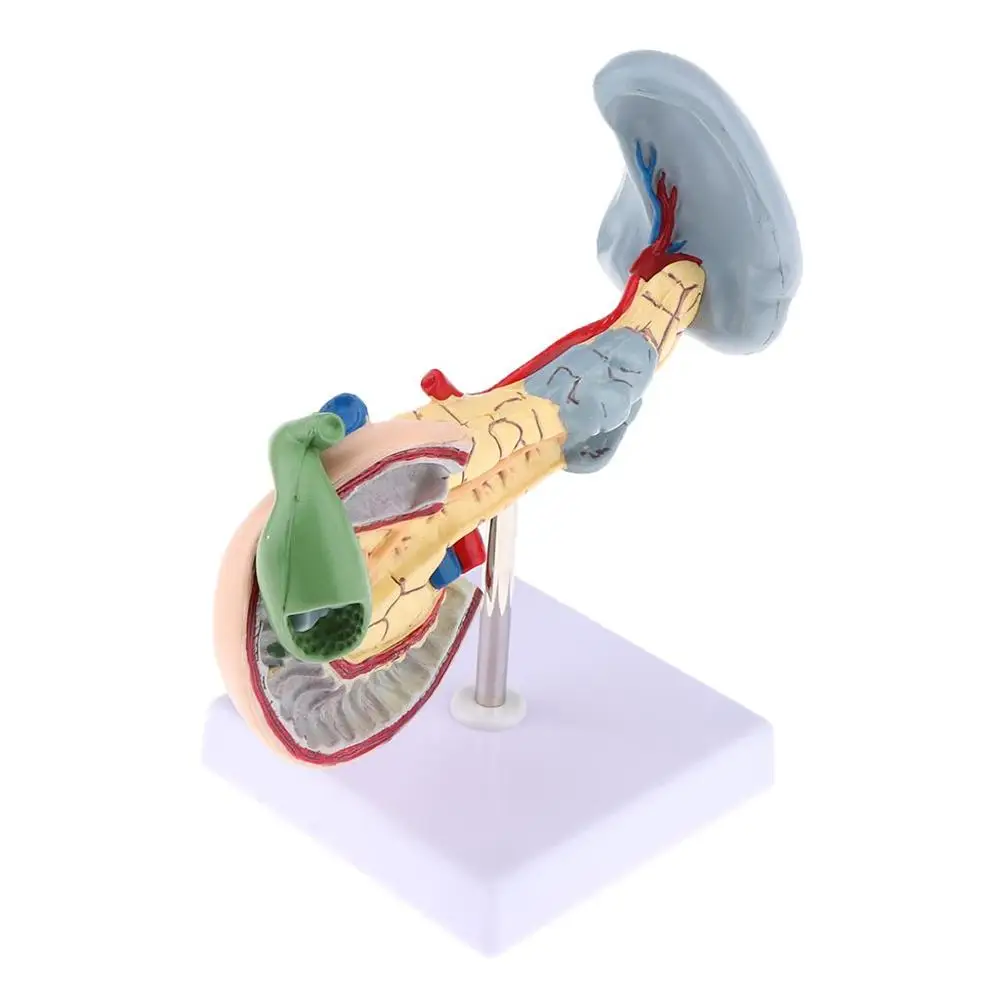 Анатомическая поджелудочная кожа модель человека с 12-перцатиперстной кистью
