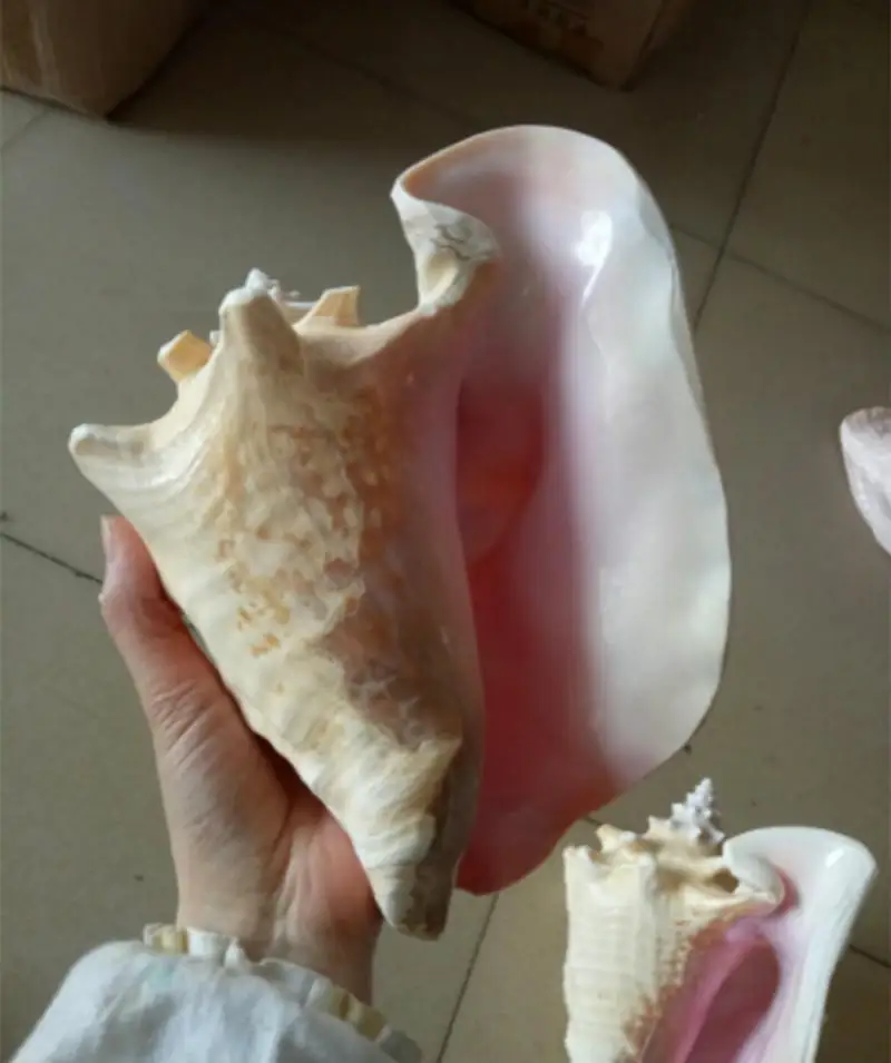 

20cm large natural shell ornaments Natural Conch Shell Large Sea Snail Aquarium Landscaping Creative Ornaments Gifts