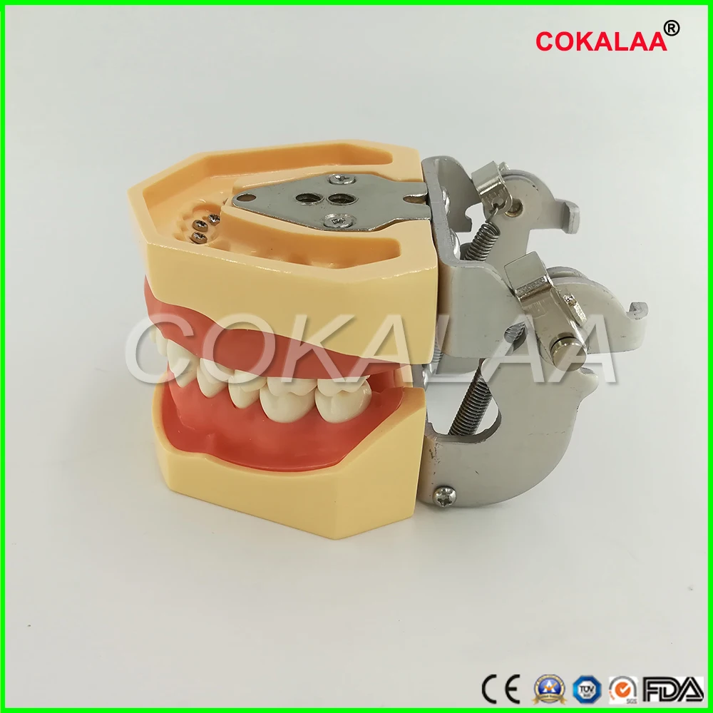 Обучение студентов модель стоматологического фантомная головка силиконовая