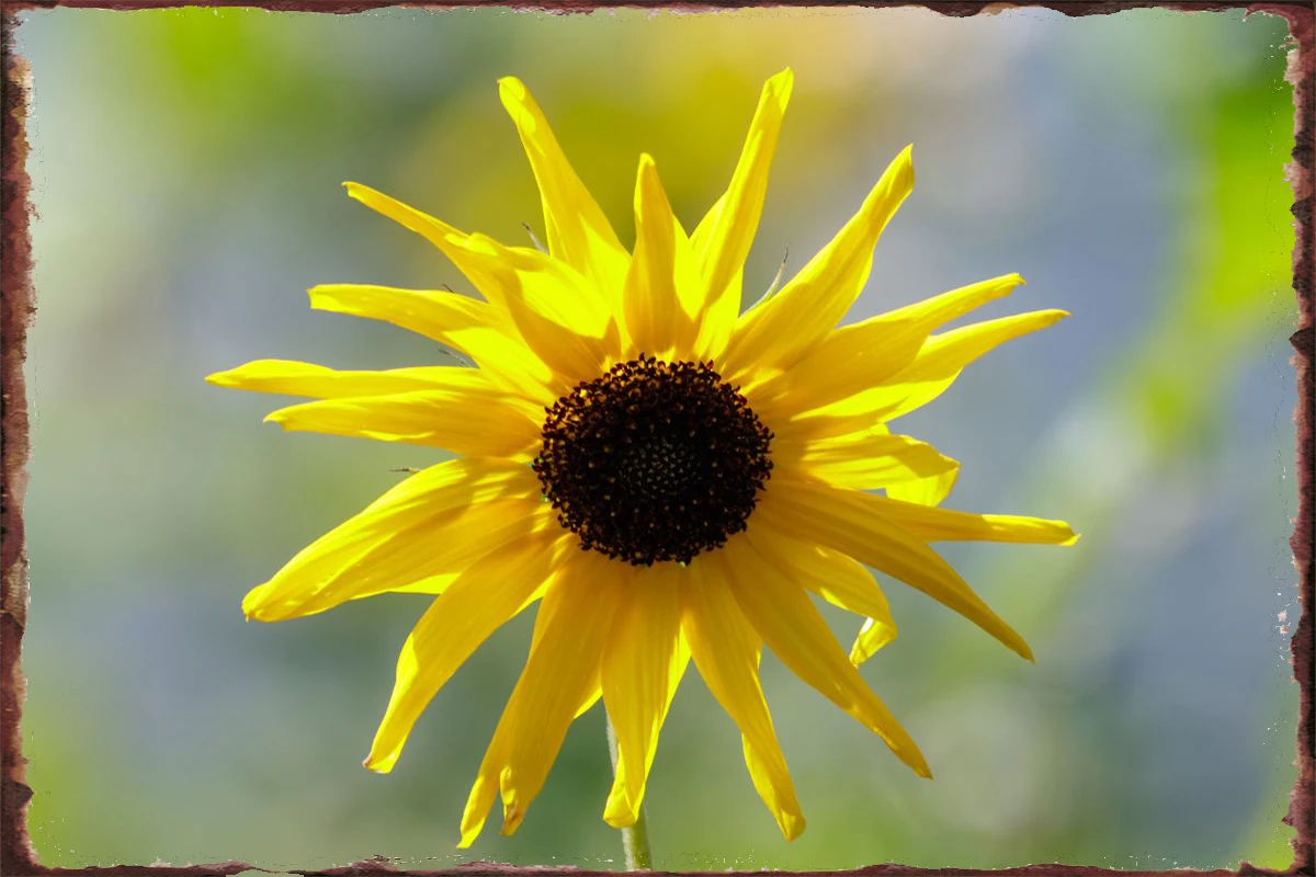 

The yellow sunflower Metal Sign Tin Sign Tin Plates Wall Decor Room Decoration Retro Vintage For Home Club Man Cave Cafe Pub