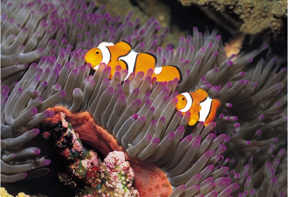 7x5FT поиск Немо Марлин под морем Anemones камни кораллы Пользовательские Фотографии