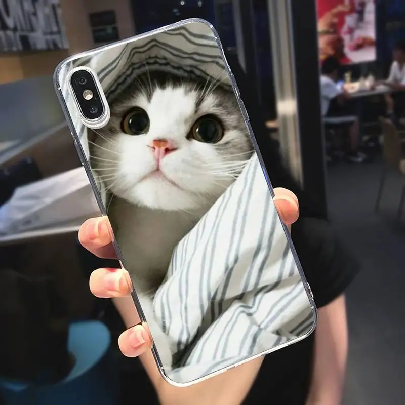 

Funny Kitten cute Cat animal Phone Case Transparent for iPhone 6 7 8 11 12 s mini pro X XS XR MAX Plus