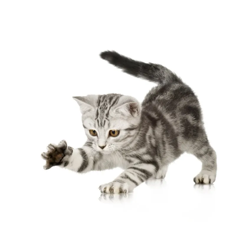 

Pet Products