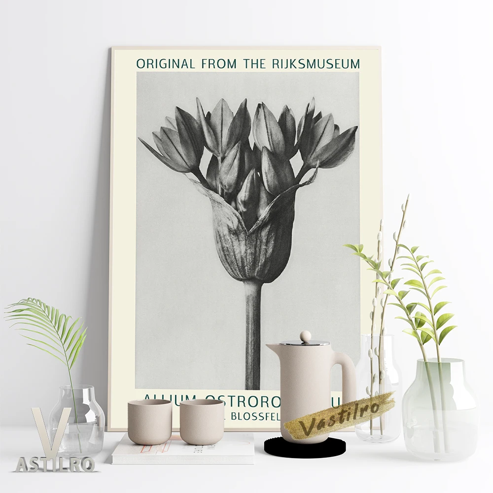 

Karl Blossfeldt Exhibition Museum Black White Poster Allium Ostrowskianum Vintage Photograph Prints Canvas Painting Home Decor