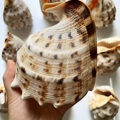 Натуральная раковина 10-14 см большая раковина-краб раковина-Танг улитка украшение