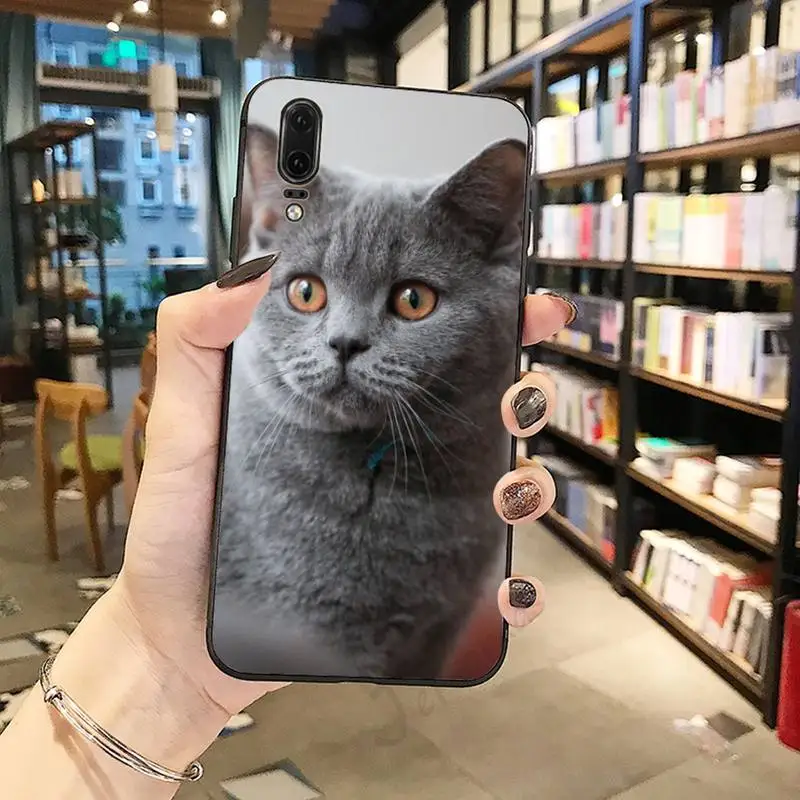 

British shorthair cat animal Phone Case For Huawei honor Mate P 10 20 30 40 Pro 10i 9 10 20 8 x Lite