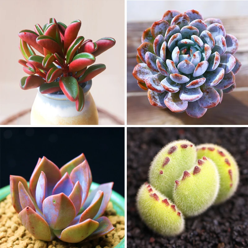 5 шт. карбендазим луковицы бонсай растения укоренения роста стерилизация