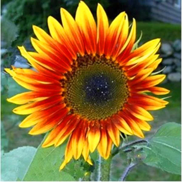 Подсолнухи 50 шт. и красивые подарки для клиентов | Дом сад