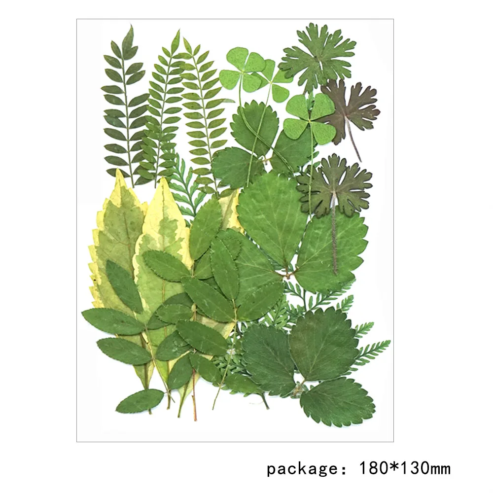 1 пакет натуральные сухие листья декоративные настоящие высушенные цветы